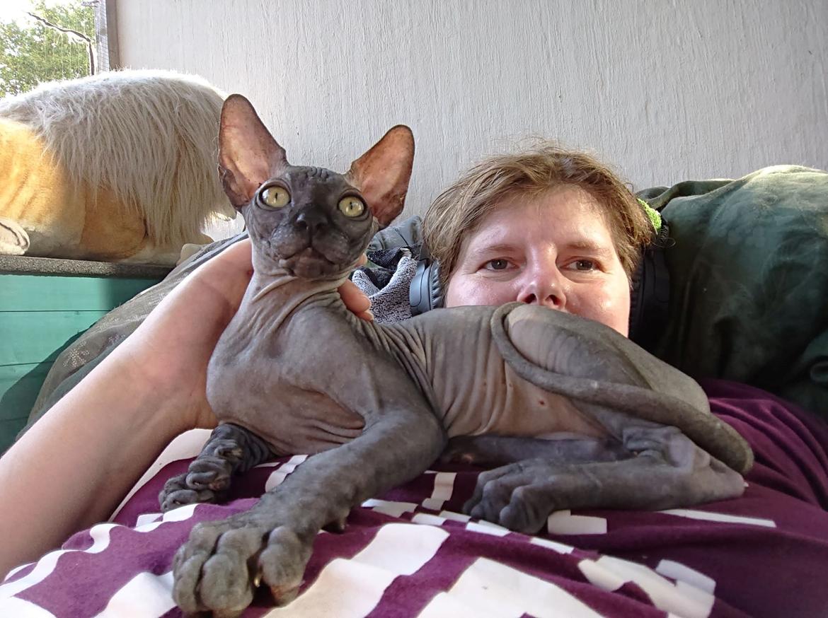 Sphynx Ramses Møgøre Suttegøj den anden. billede 1