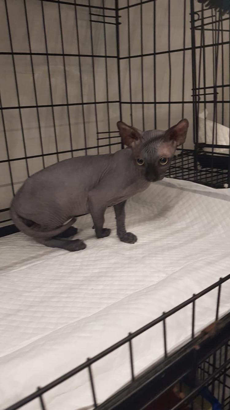 Sphynx Ramses Møgøre Suttegøj den anden. billede 9