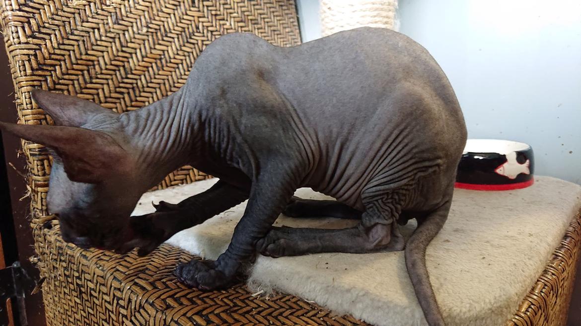 Sphynx Ramses Møgøre Suttegøj den anden. billede 7