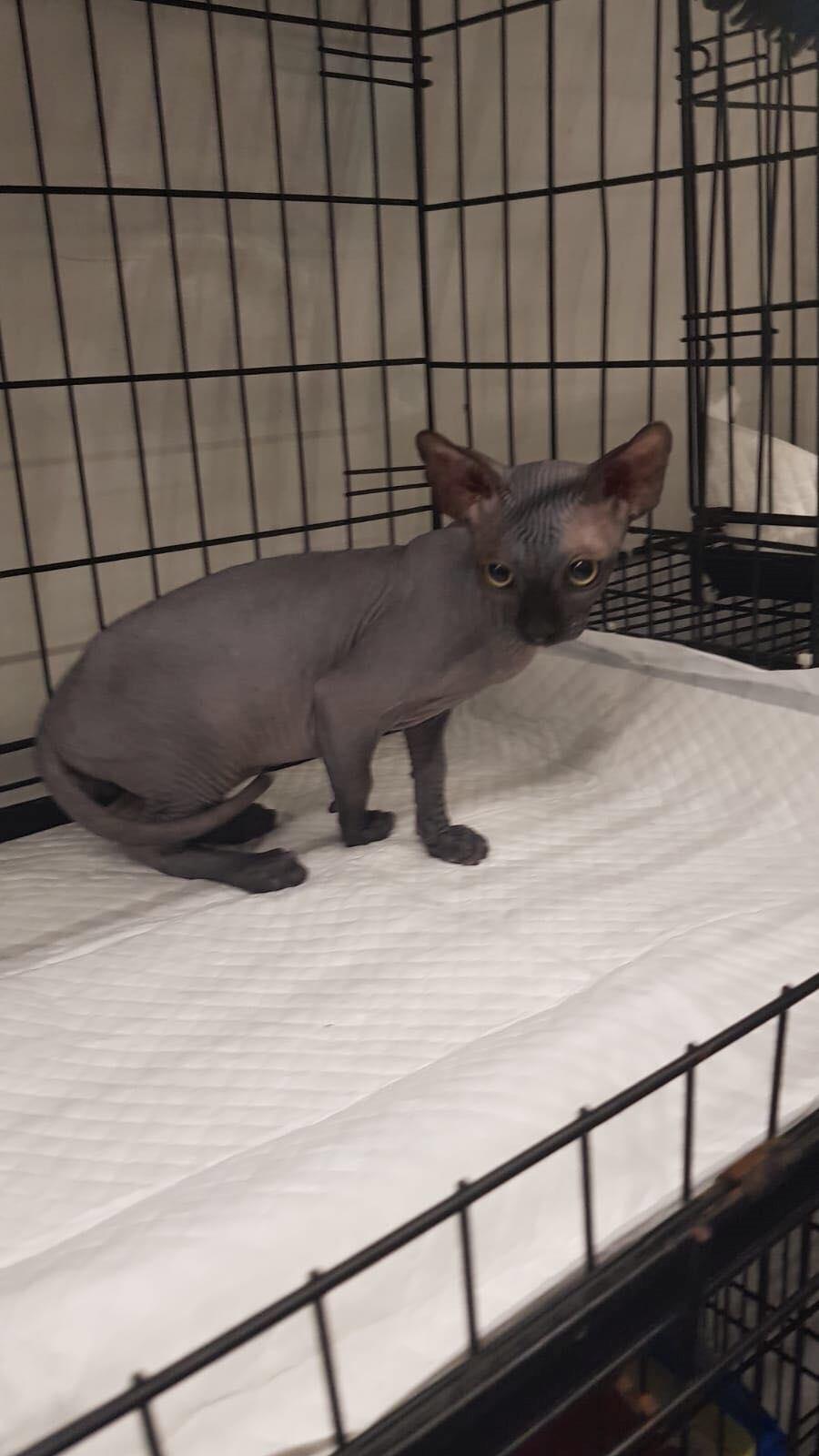Sphynx Ramses Møgøre Suttegøj den anden. billede 10