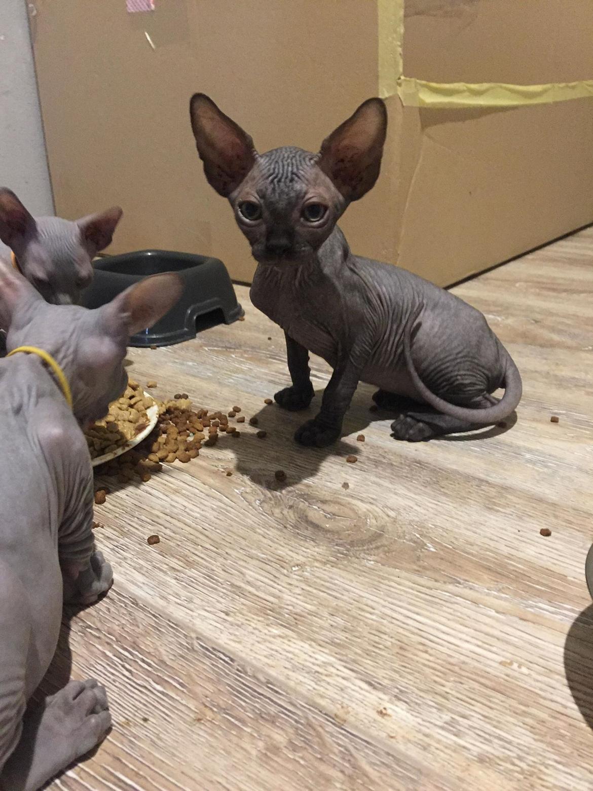 Sphynx Ramses Møgøre Suttegøj den anden. billede 4