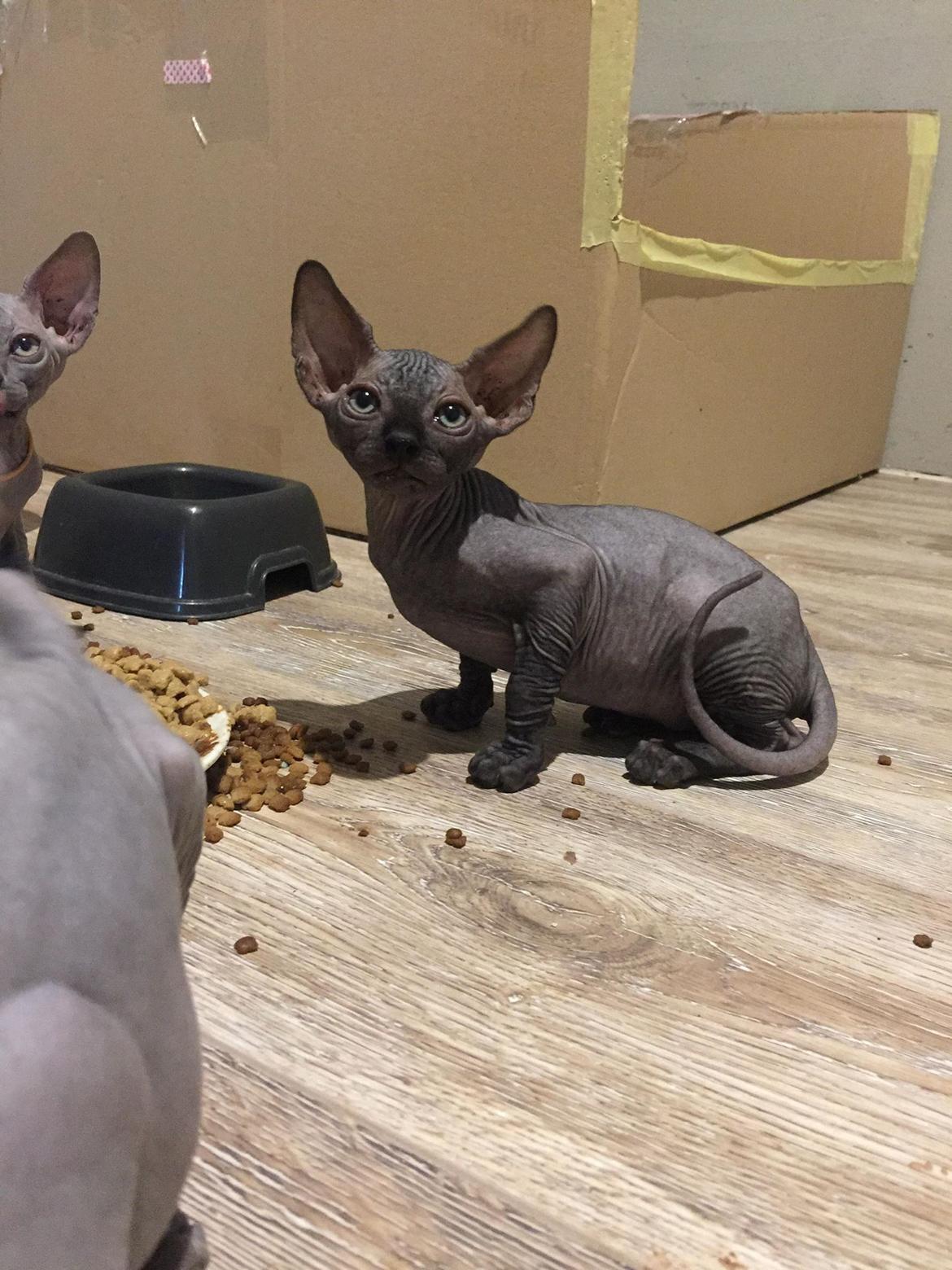 Sphynx Ramses Møgøre Suttegøj den anden. billede 5