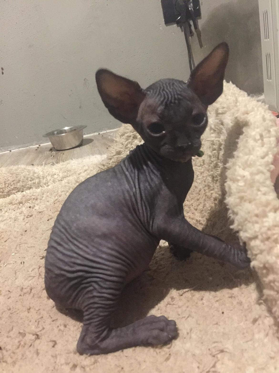 Sphynx Ramses Møgøre Suttegøj den anden. billede 2