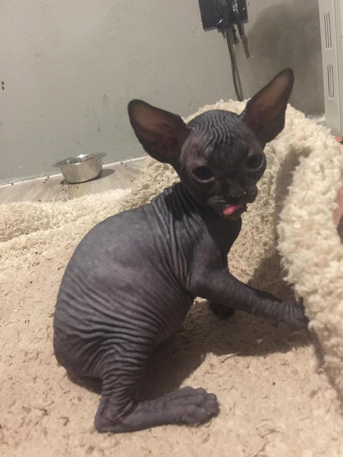 Sphynx Ramses Møgøre Suttegøj den anden. billede 3