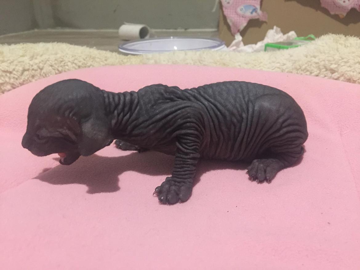 Sphynx Ramses Møgøre Suttegøj den anden. billede 12