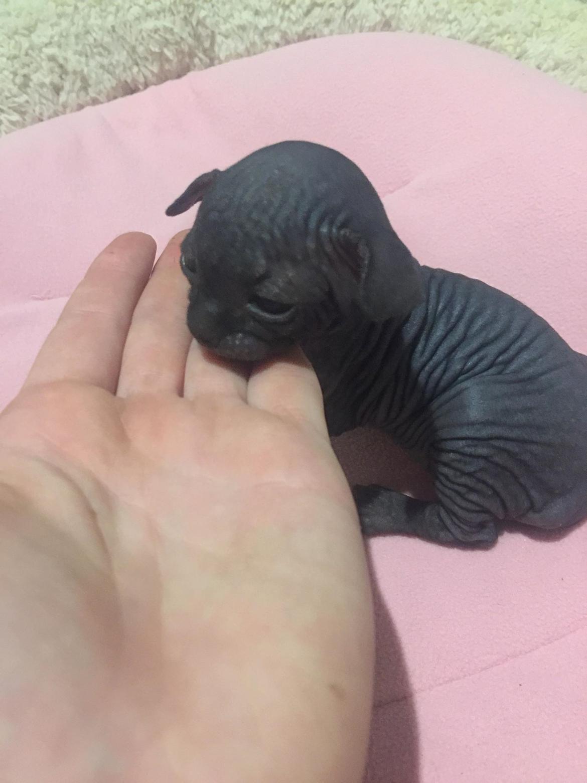 Sphynx Ramses Møgøre Suttegøj den anden. billede 13