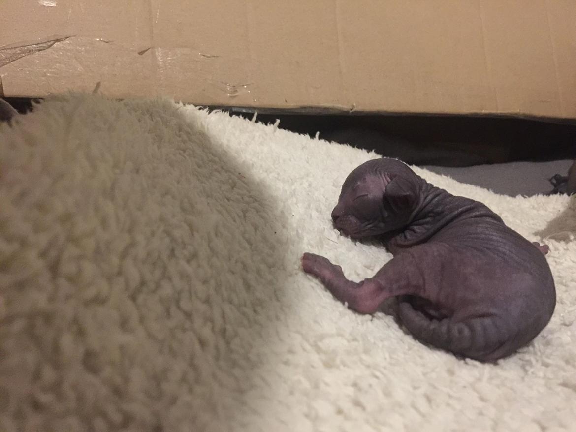 Sphynx Ramses Møgøre Suttegøj den anden. billede 16