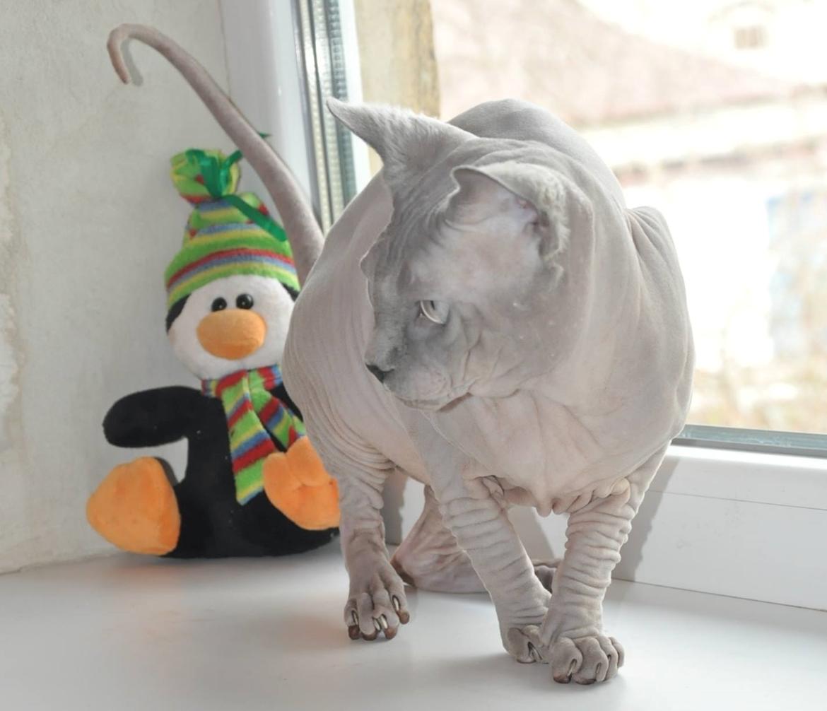 Sphynx Topper mors dreng billede 1