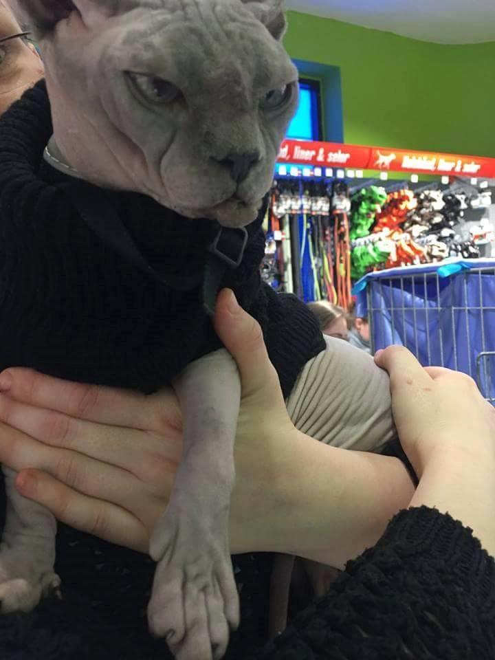 Sphynx Topper mors dreng billede 8