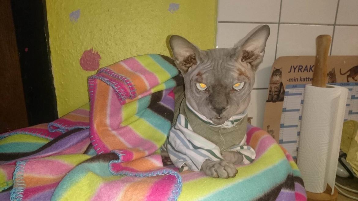 Sphynx Topper mors dreng billede 9