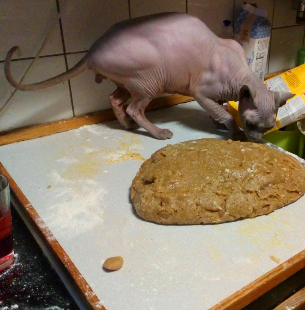 Sphynx Topper mors dreng billede 10