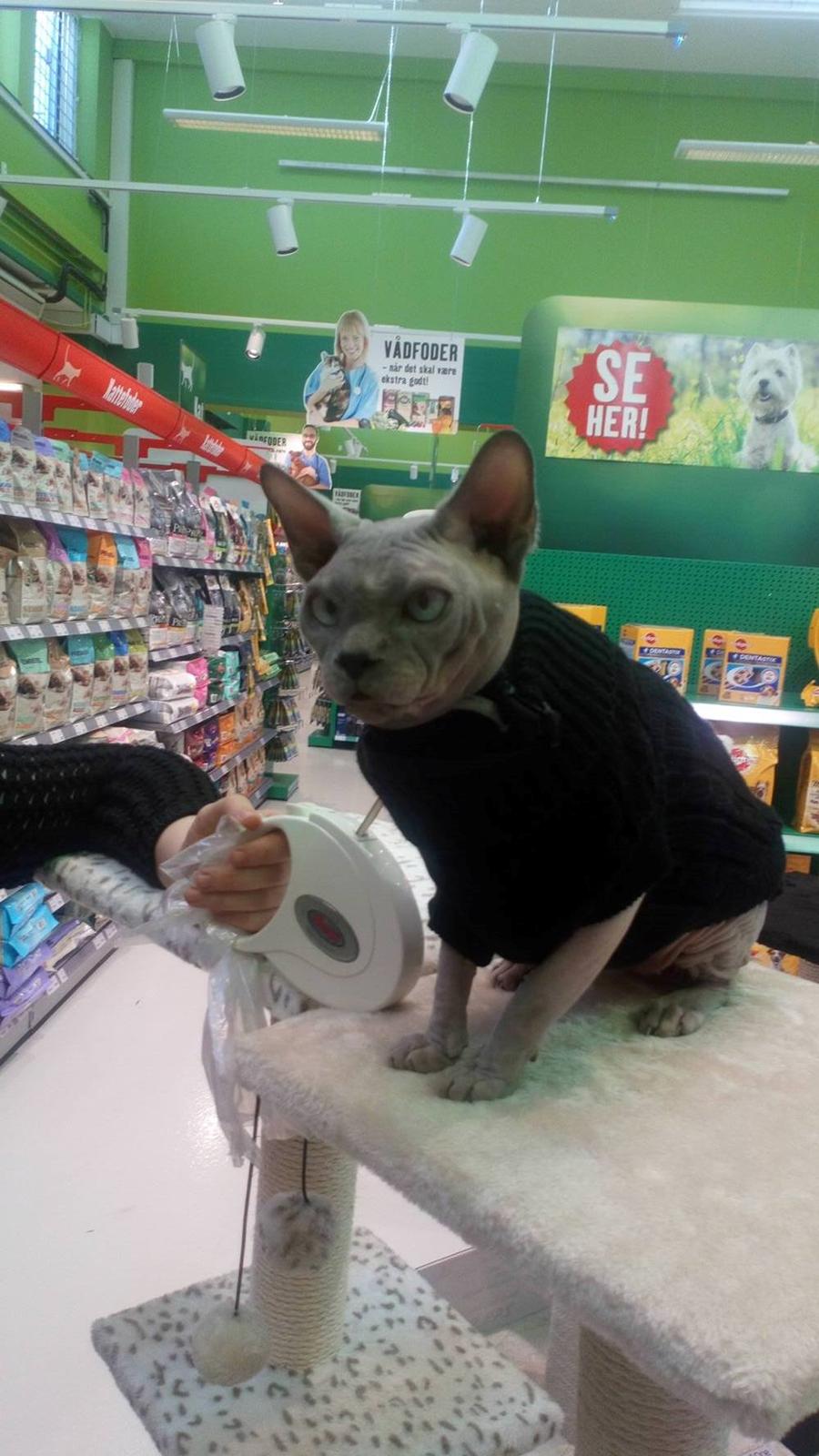 Sphynx Topper mors dreng billede 4