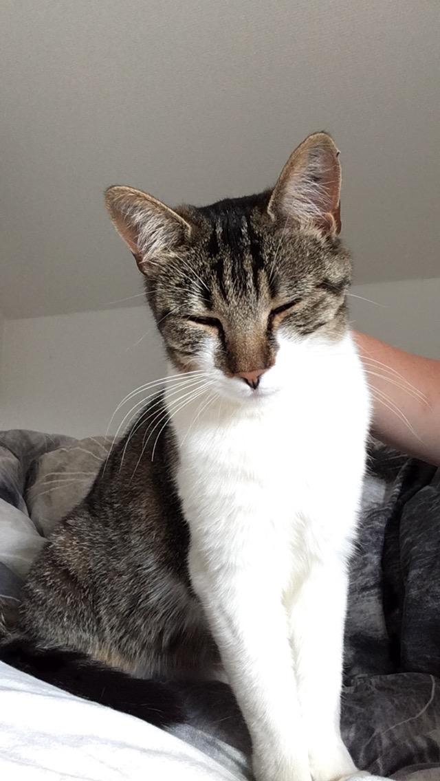 Huskat Mille billede 47