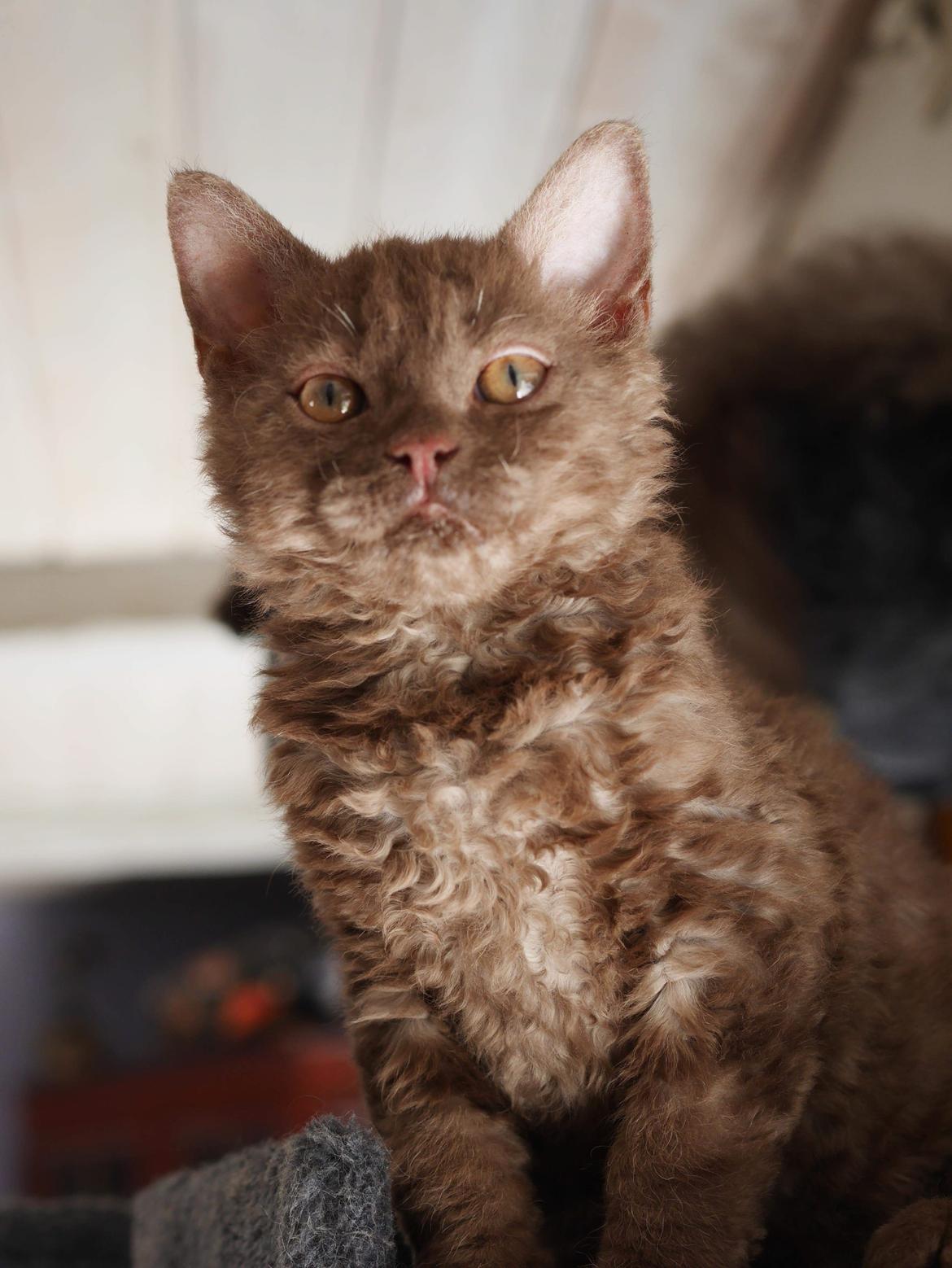 Selkirk Rex  Tzari Yuri billede 25