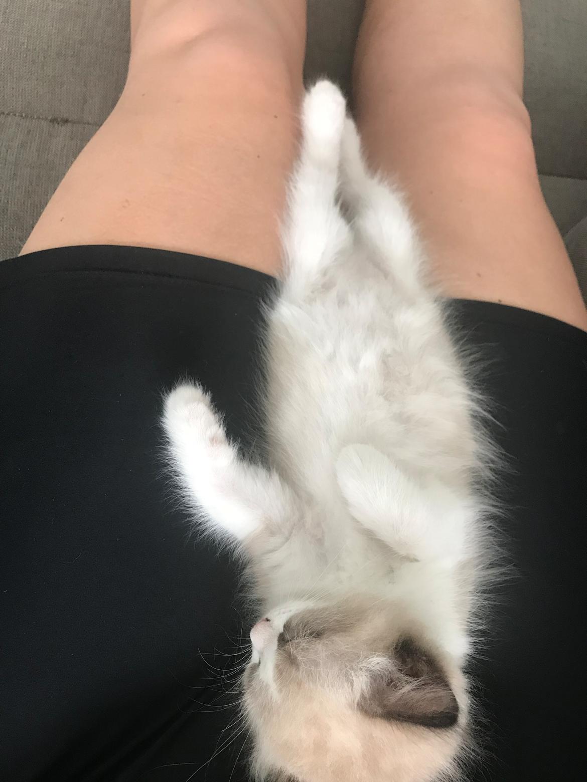 Ragdoll Elvis (Melodic Aura Epic Elvis) billede 14