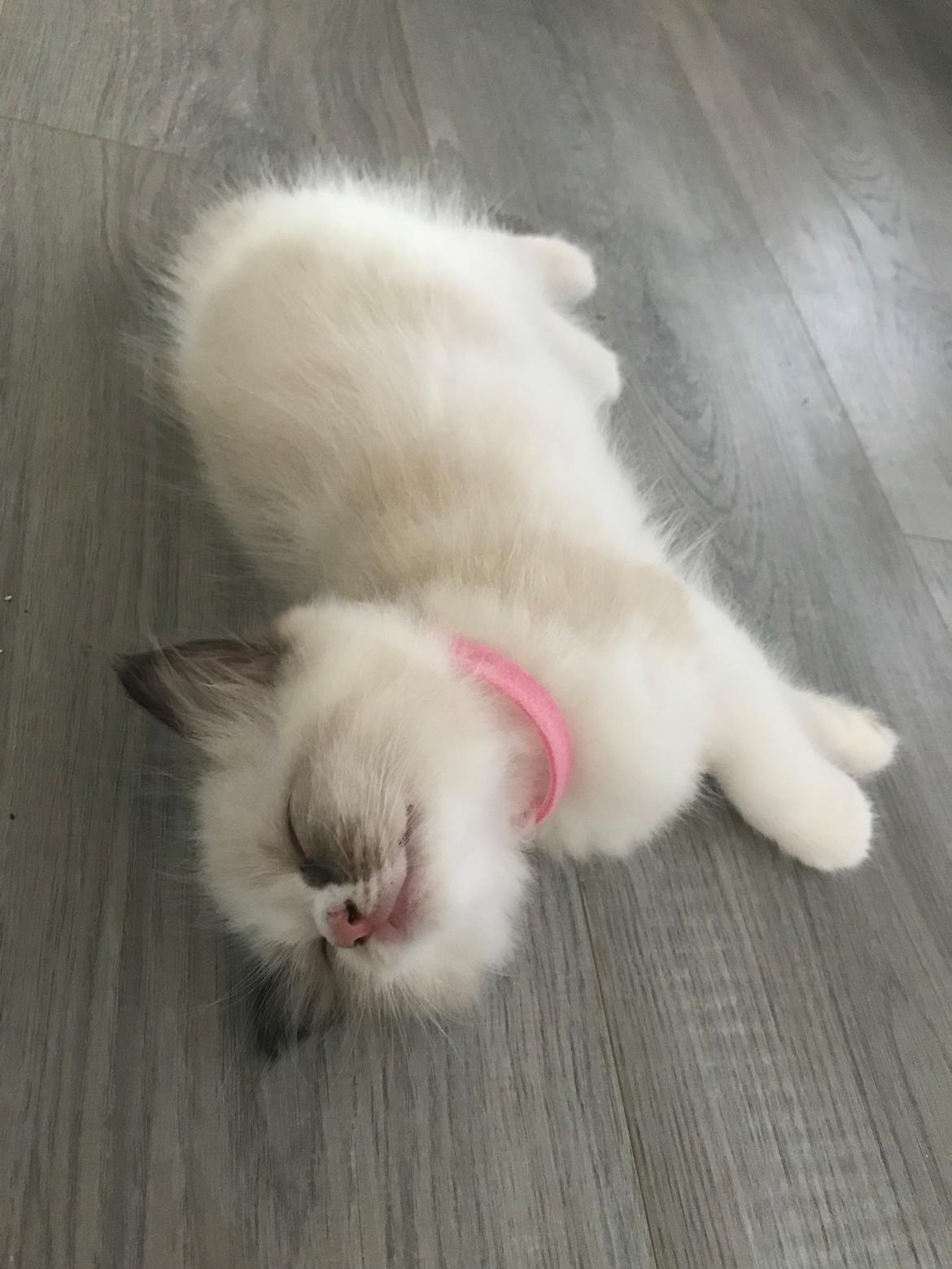 Ragdoll Elliott (Melodic Aura’s Epic Elliott) billede 13