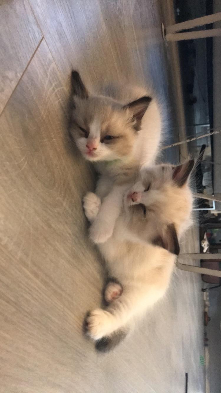 Ragdoll Elliott (Melodic Aura’s Epic Elliott) billede 14