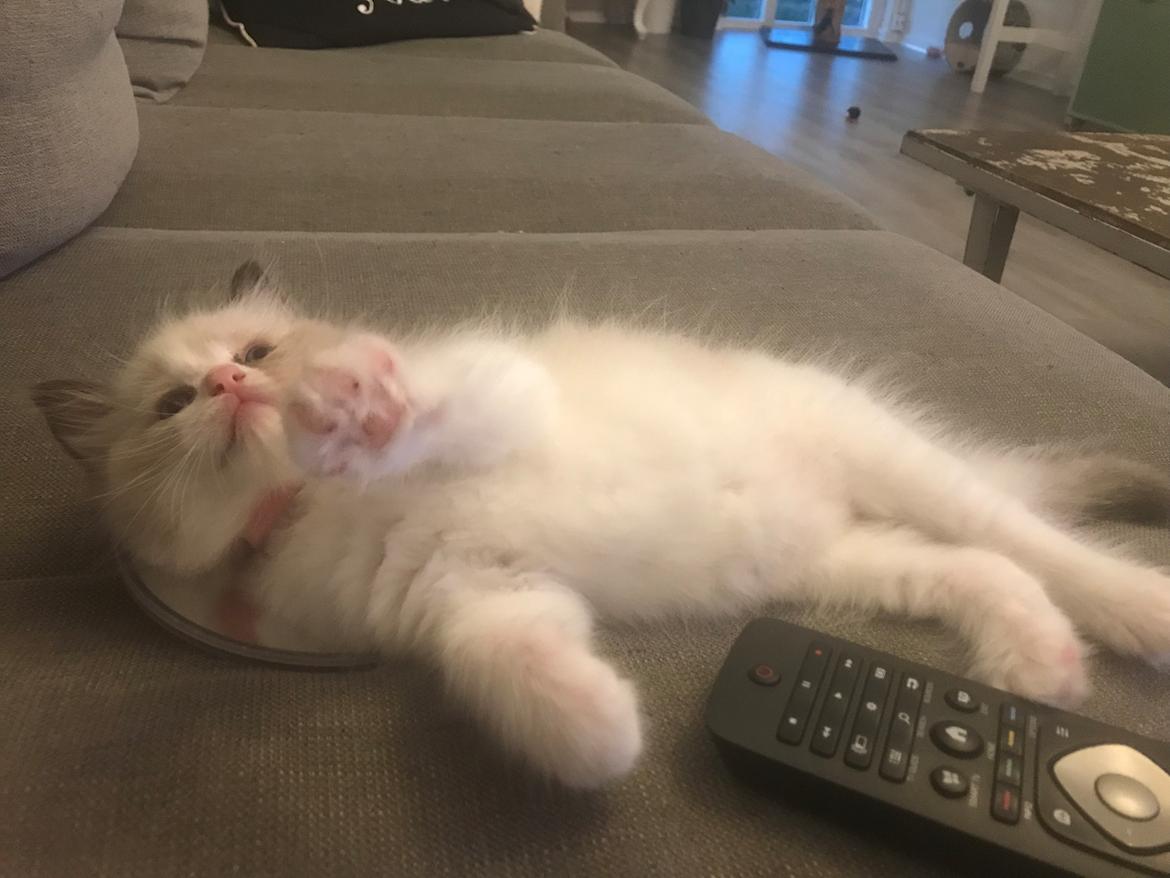 Ragdoll Elliott (Melodic Aura’s Epic Elliott) billede 12