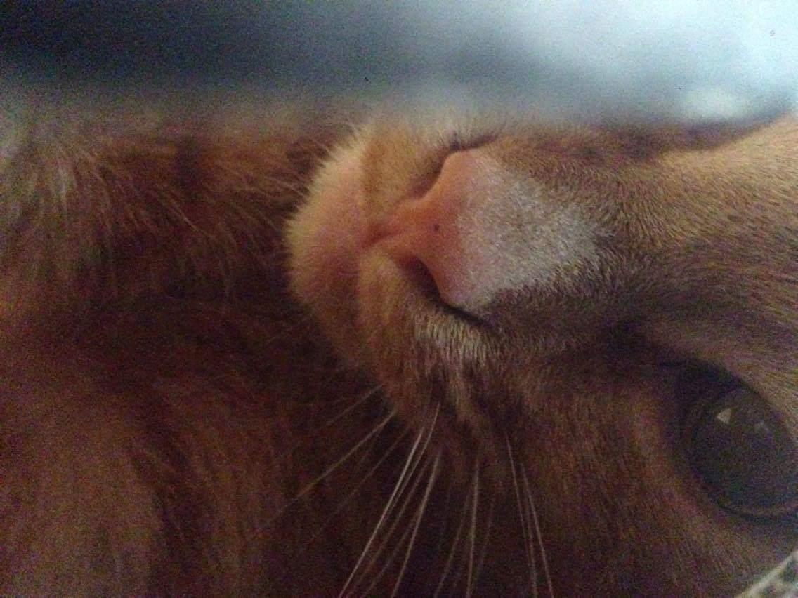 Huskat Alvin billede 3