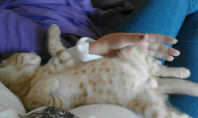 Huskat Alvin billede 5