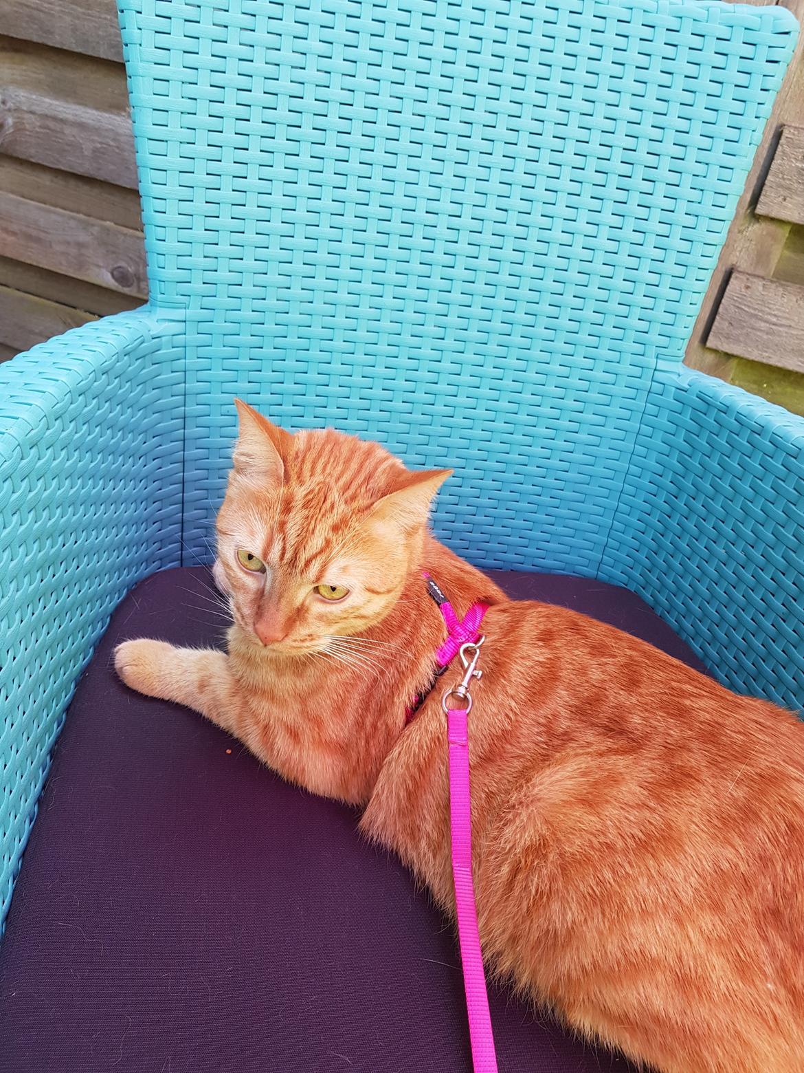 Huskat Alvin billede 1