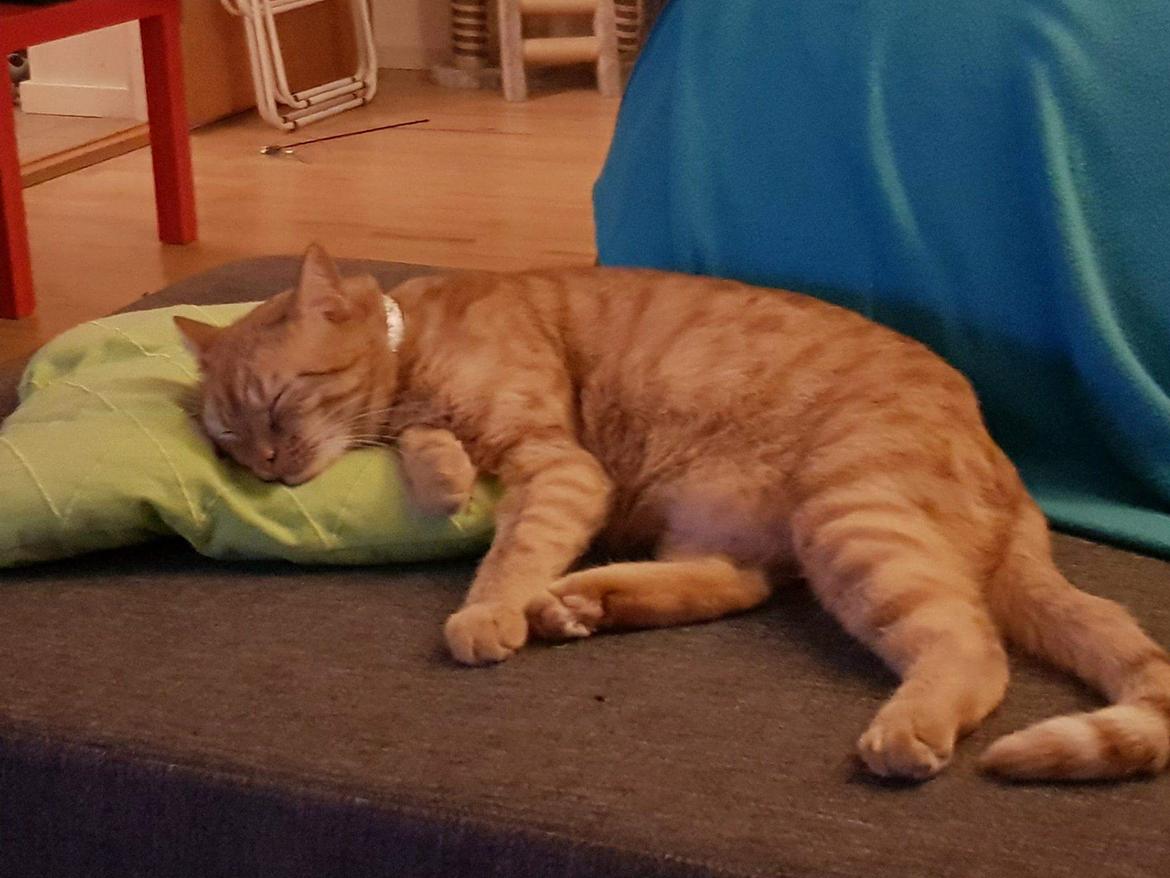 Huskat Alvin billede 7