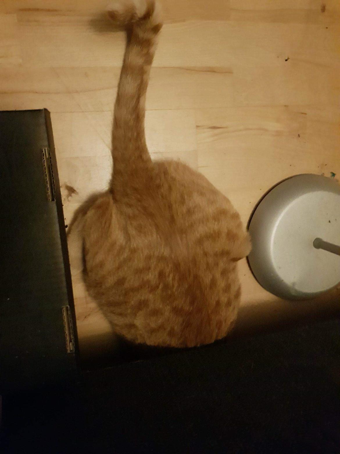 Huskat Alvin - han prøvede at gemme sig billede 8