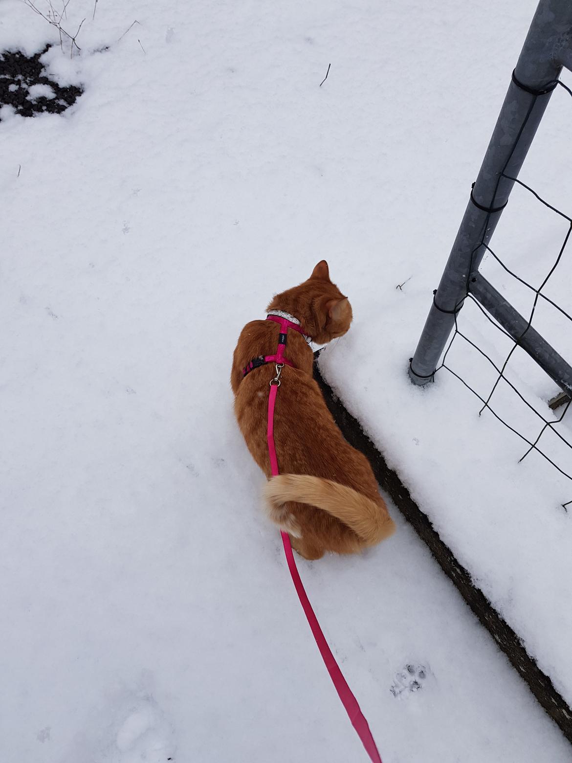 Huskat Alvin billede 9