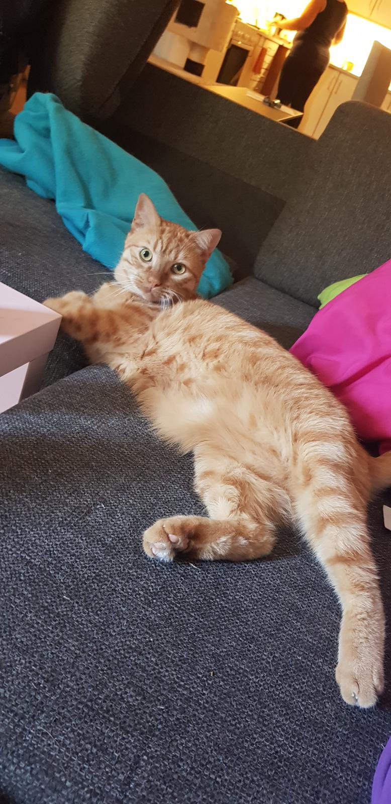 Huskat Alvin billede 21