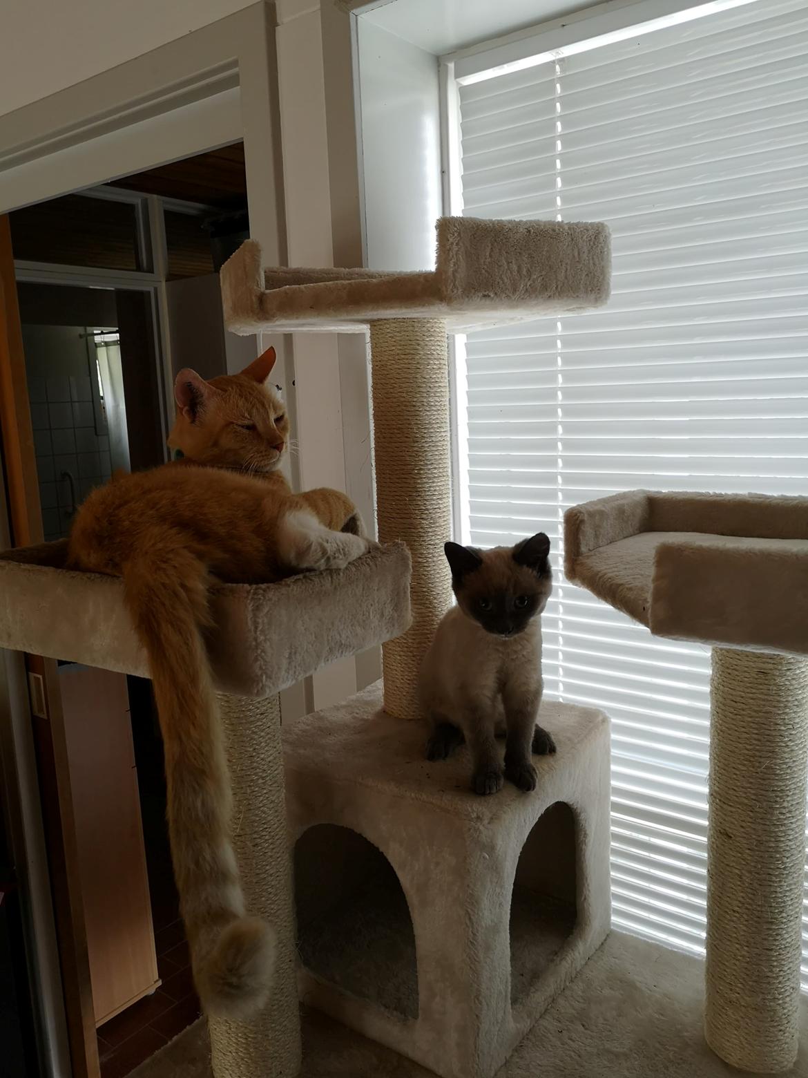 Blanding af racer Marlin billede 6