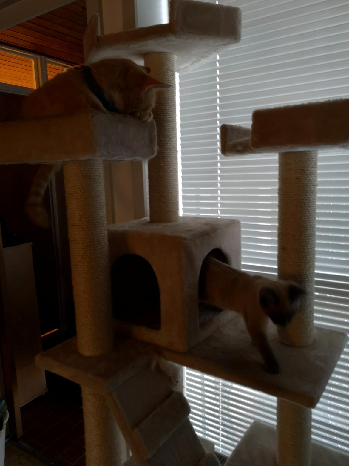 Blanding af racer Marlin billede 7