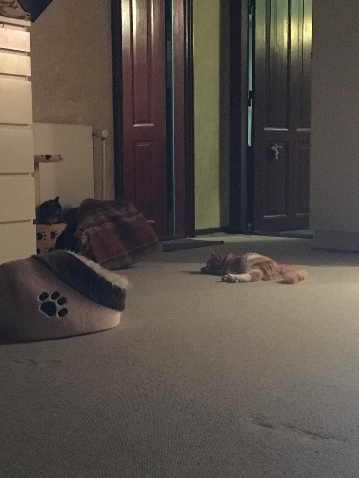 Blanding af racer Izabella billede 1