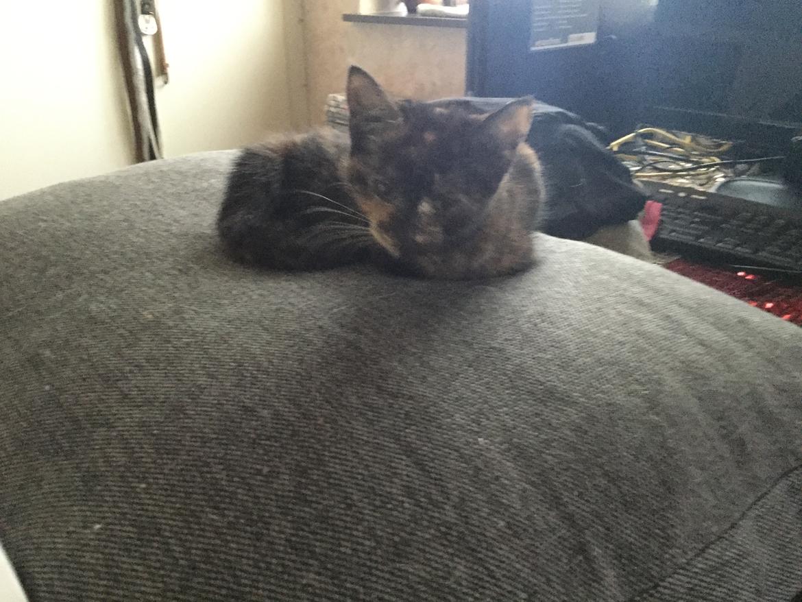 Blanding af racer Izabella billede 3