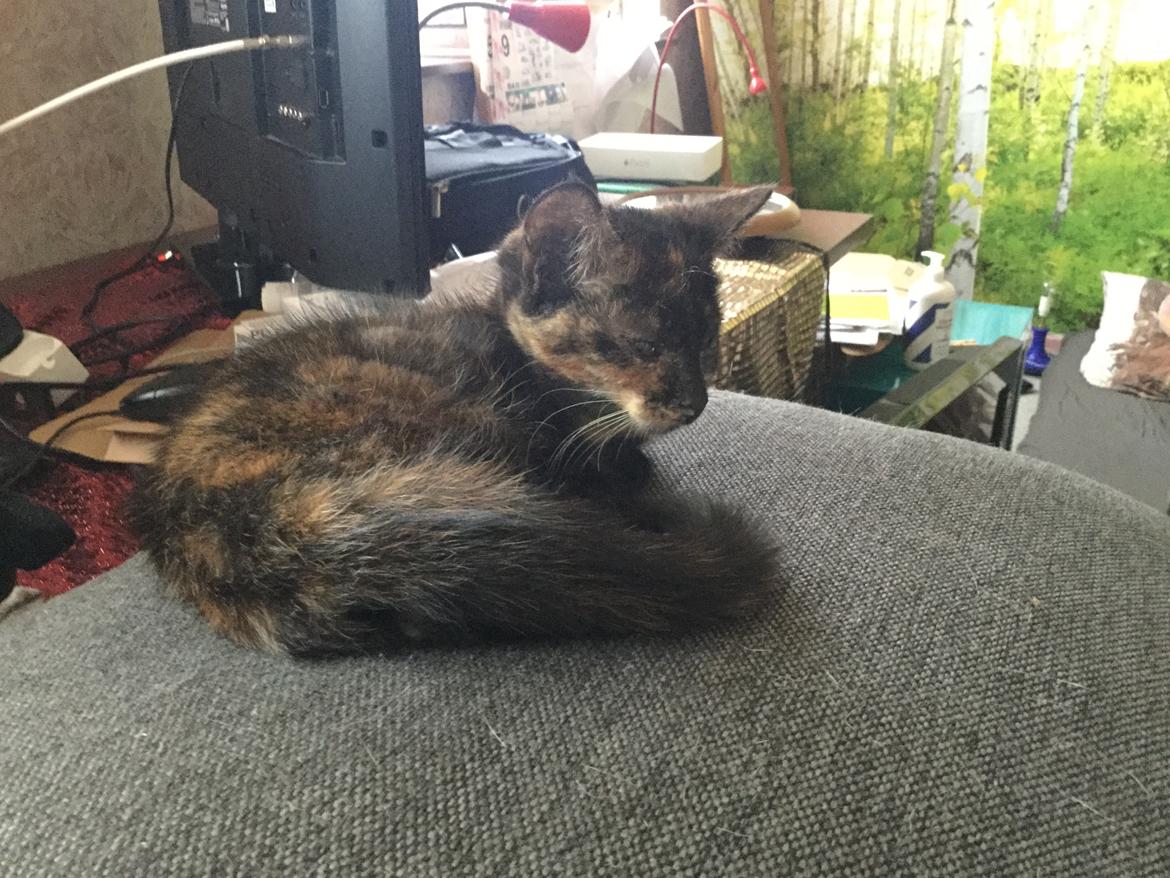 Blanding af racer Izabella billede 4