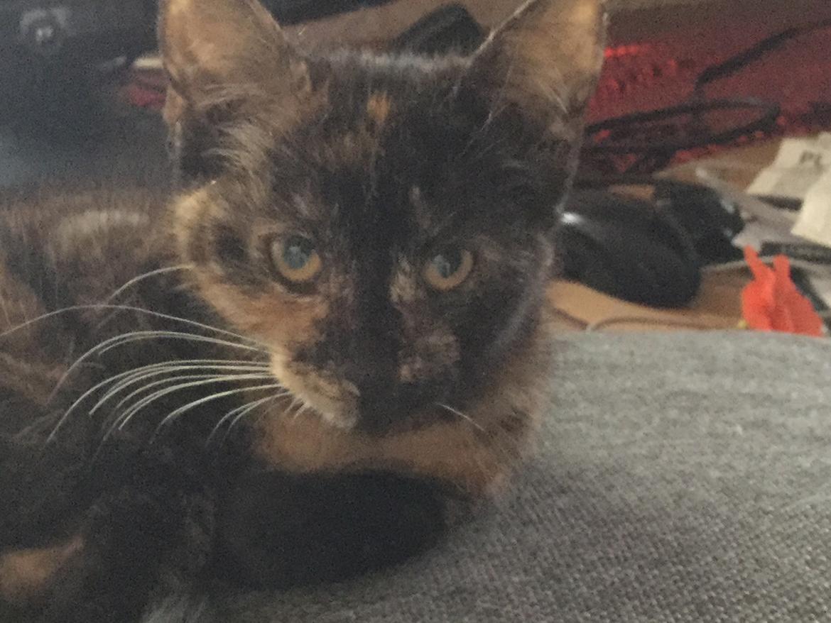 Blanding af racer Izabella billede 5