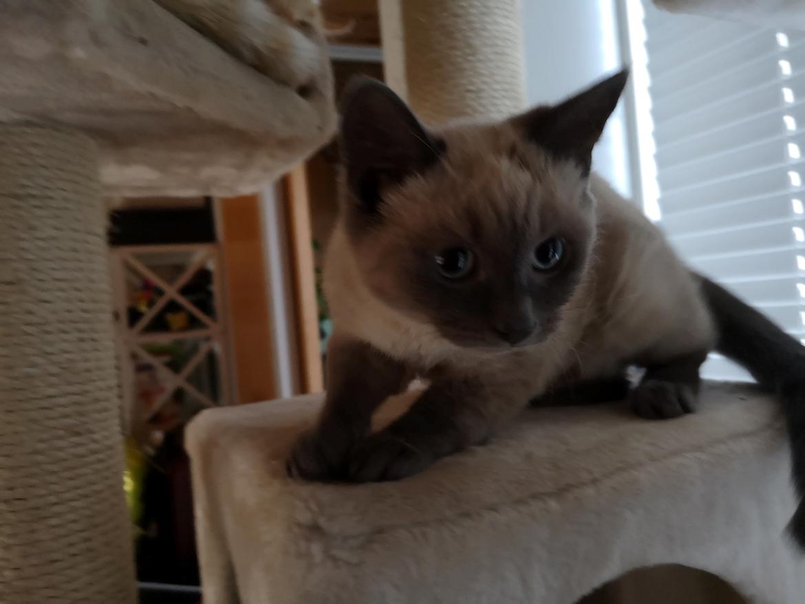 Blanding af racer Marlin billede 11