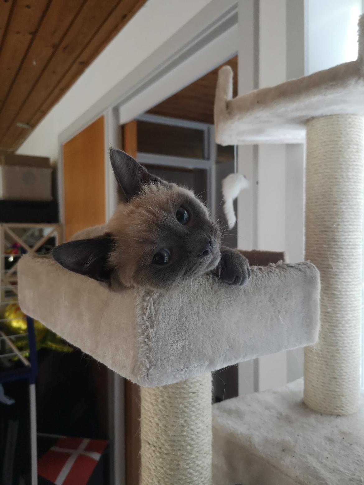 Blanding af racer Marlin billede 10