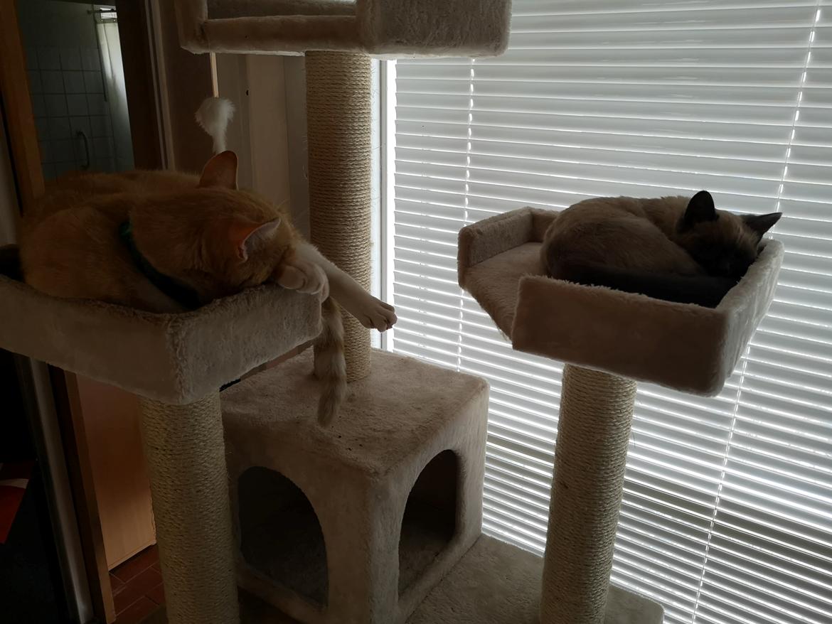 Blanding af racer Marlin billede 9