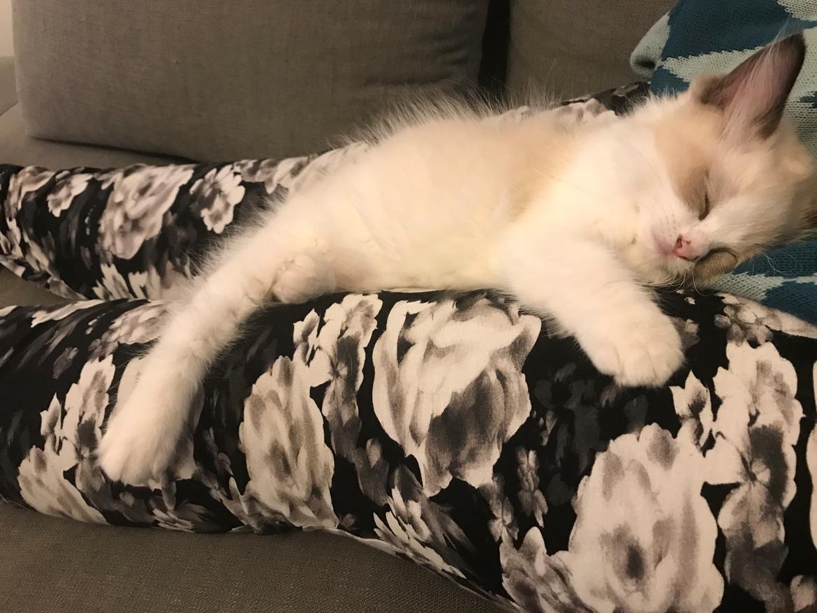 Ragdoll Elliott (Melodic Aura’s Epic Elliott) billede 15