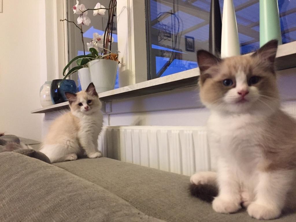 Ragdoll Elvis (Melodic Aura Epic Elvis) billede 18