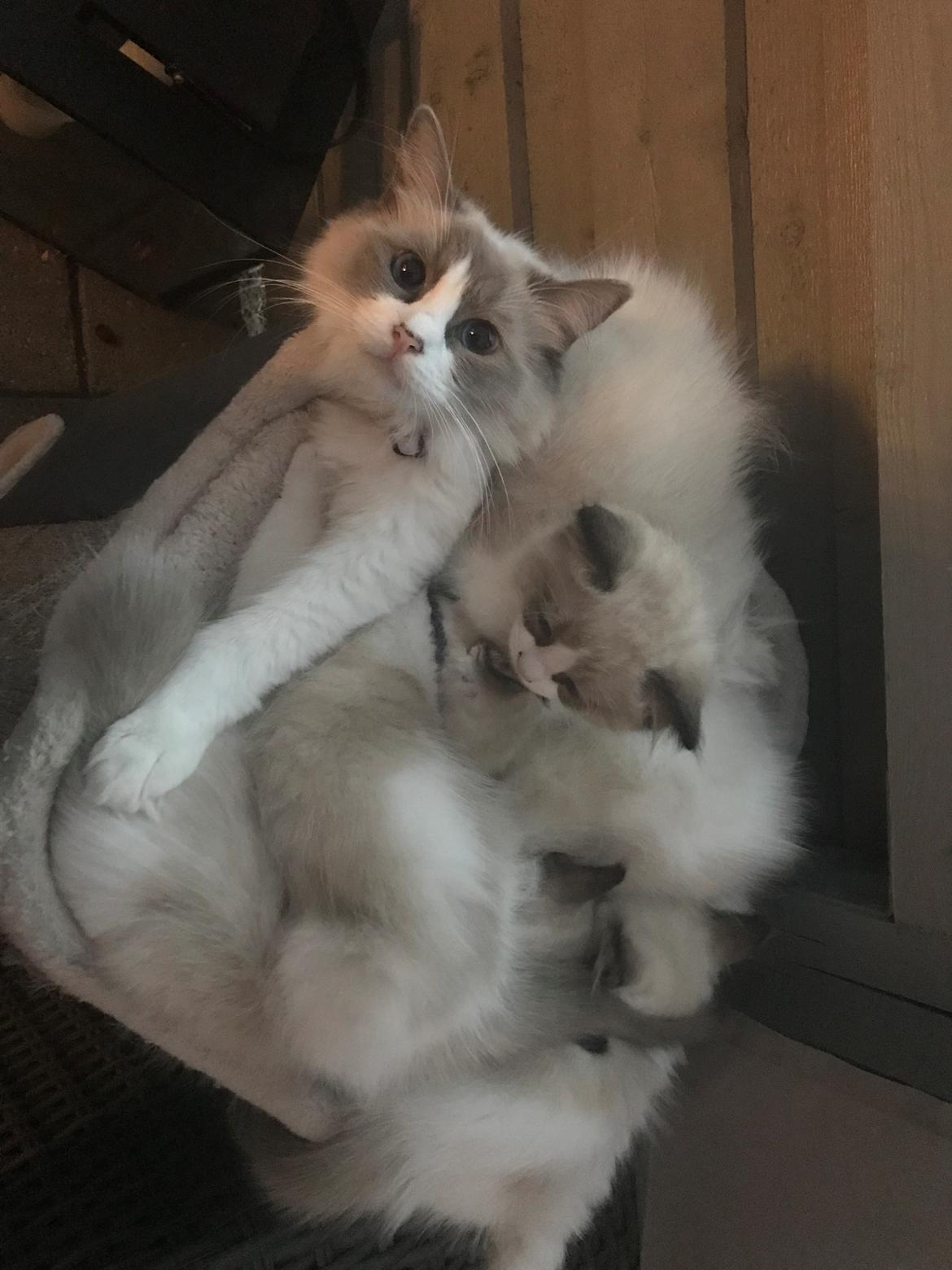 Ragdoll Nala (Melodic Aura Cosmic Crocus) billede 33