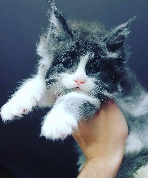 Maine Coon Pablo billede 1