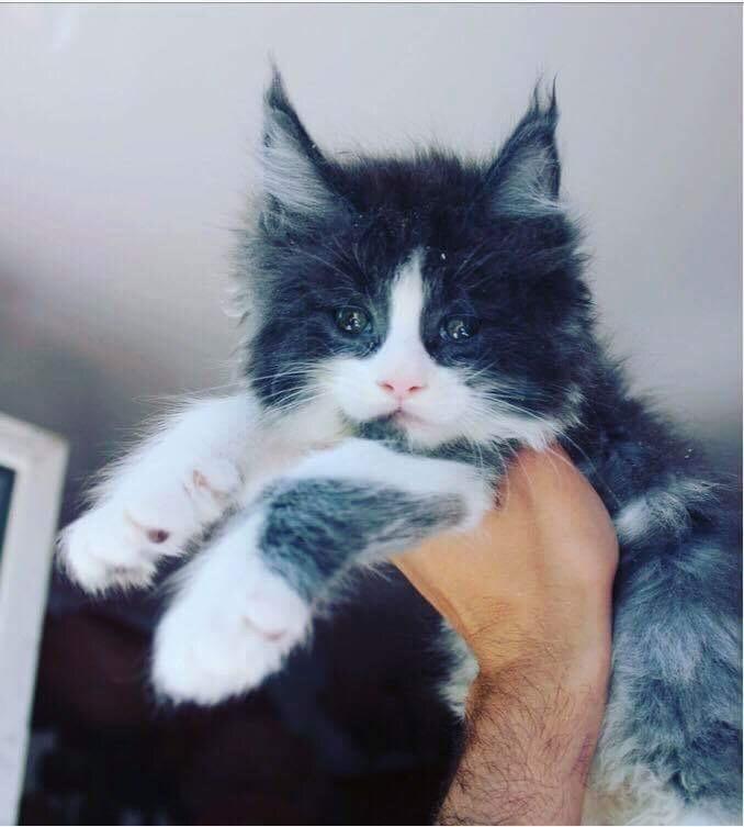Maine Coon Pablo billede 2