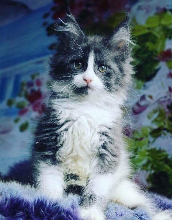 Maine Coon Pablo billede 3
