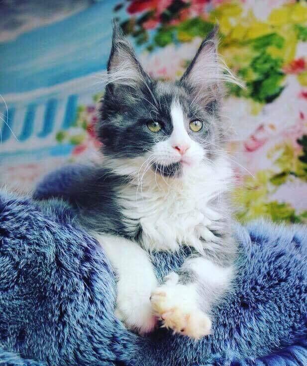 Maine Coon Pablo billede 4