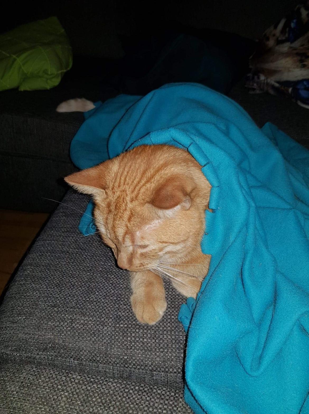 Huskat Alvin billede 22