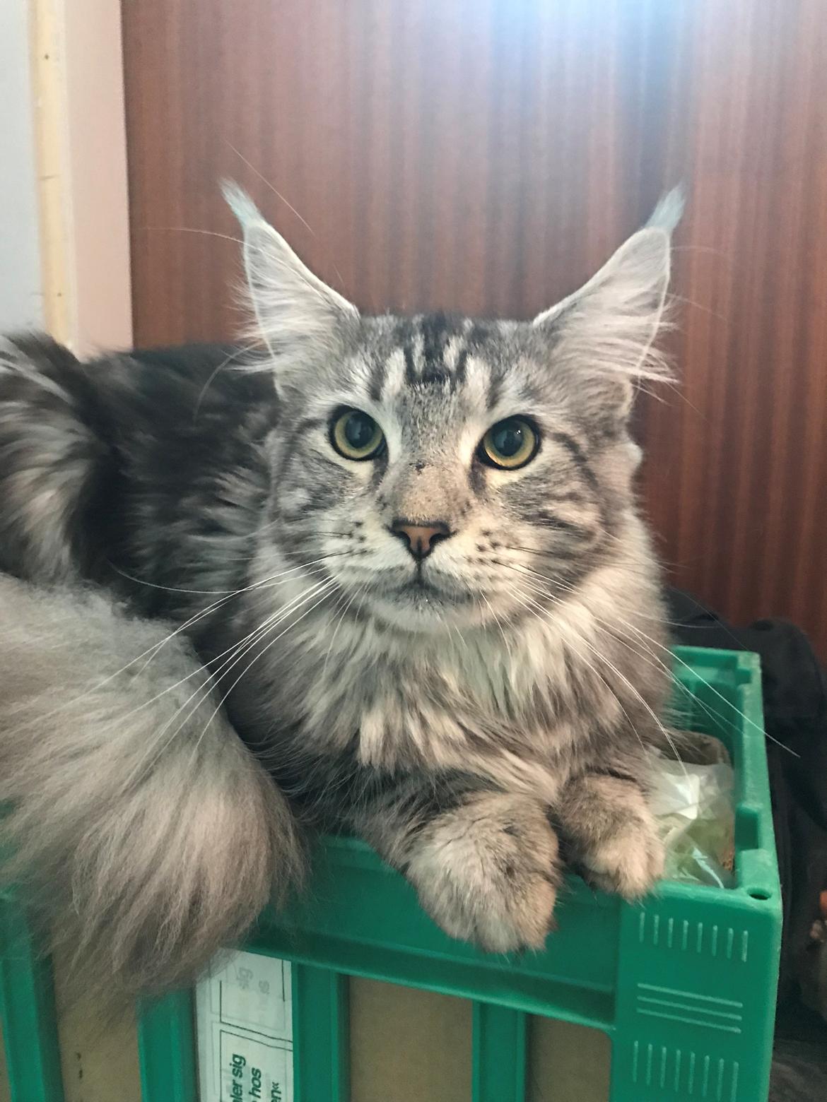 Maine Coon Jealars DK Hawi billede 11