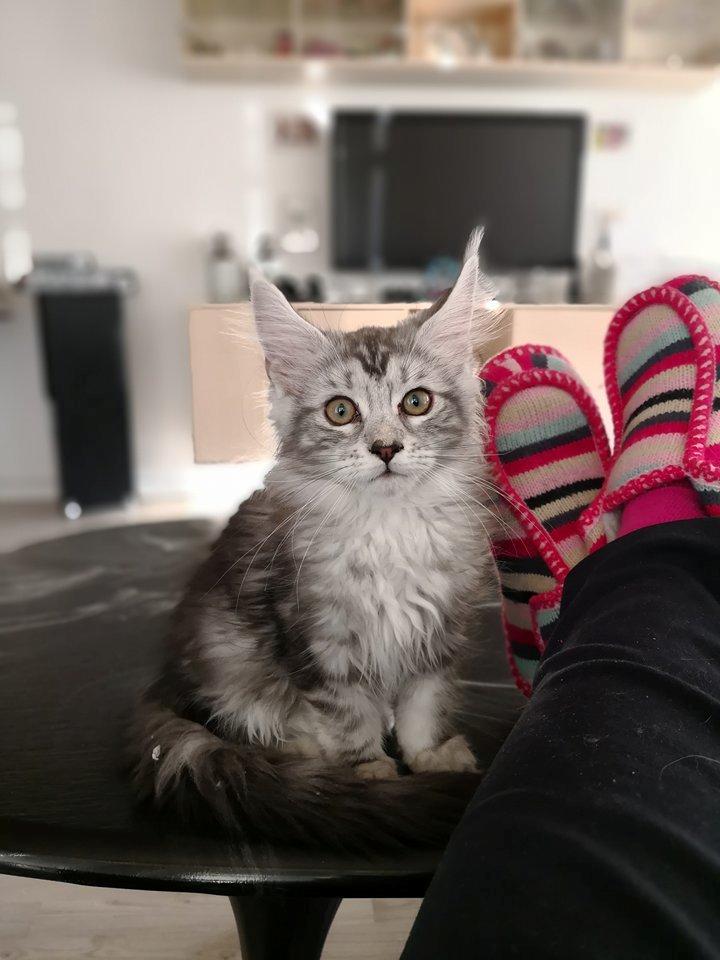 Maine Coon Jealar's Calliope  billede 14