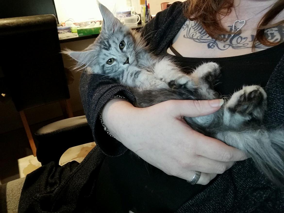 Maine Coon Jealar's Calliope  billede 18