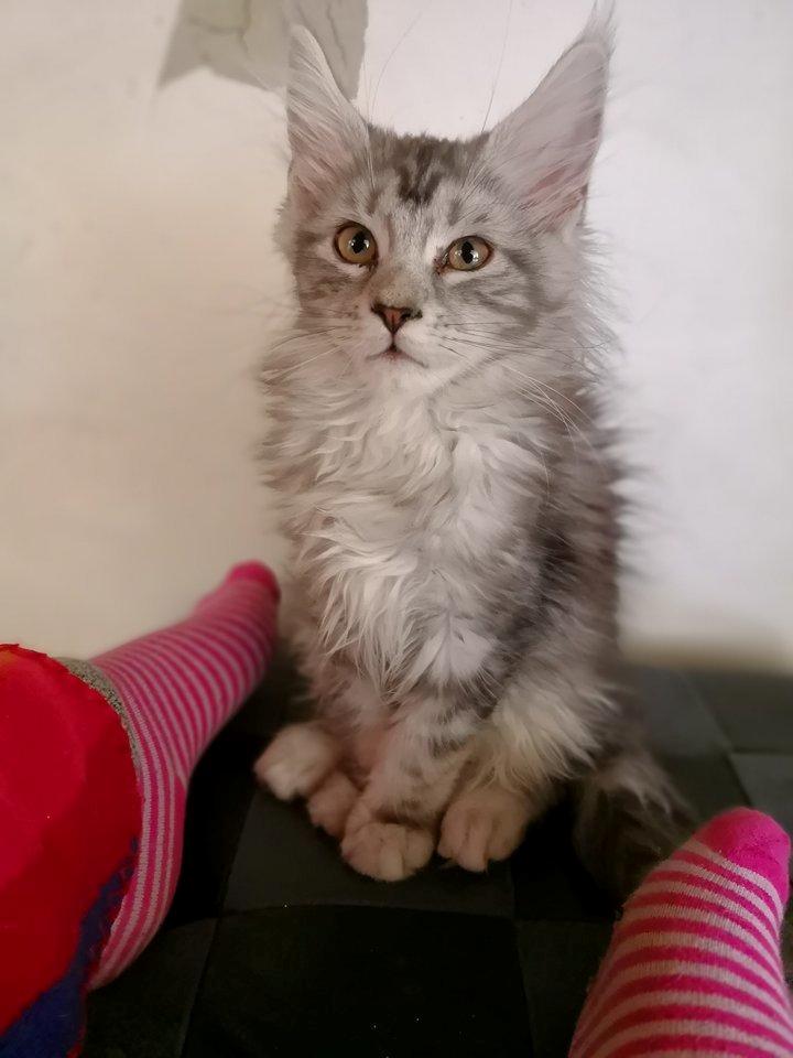 Maine Coon Jealar's Calliope  billede 17